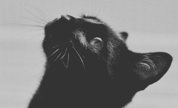 The Forgotten Light 5