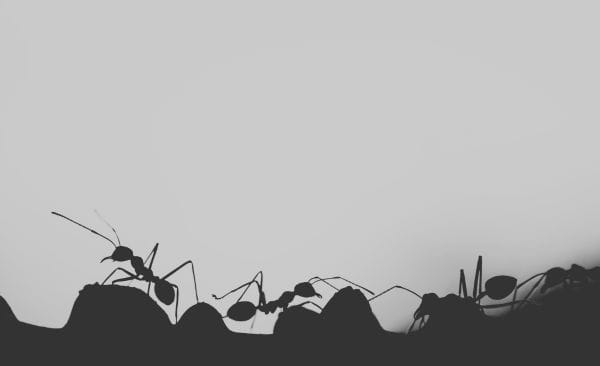 Interrupting The Ant Line 8