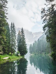 trees rivers 02 225x300 1